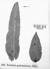 Puccinia pulverulenta image